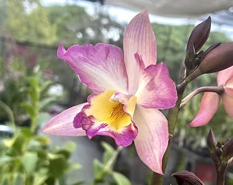 Exotic Fragrant Orchid Plant Live Iwanagara Apple Blossom • Starter Size in 3" Pot • Rare Pink-Purple Flower Tropical Plant Lover Gift