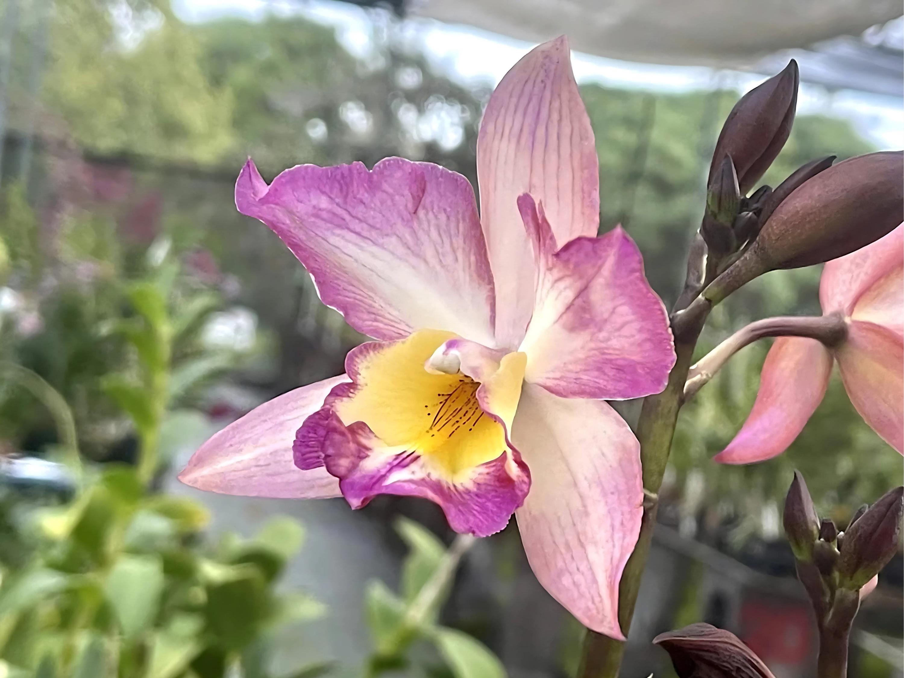 Exotic Fragrant Orchid Plant Live Iwanagara Apple Blossom