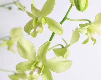 DenPhal Orchid Plant LIVE Dendrobium Aridang Green | Rare BLOOMING SIZE Indoor Gardening Houseplant Lime Color Flower Spring Holiday Gift