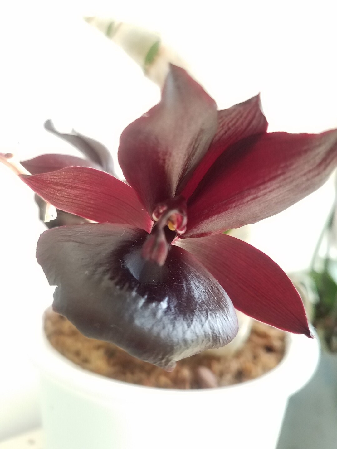 Fragrant Black Orchid Plant LIVE Monnierara Millennium Magic witchcraft