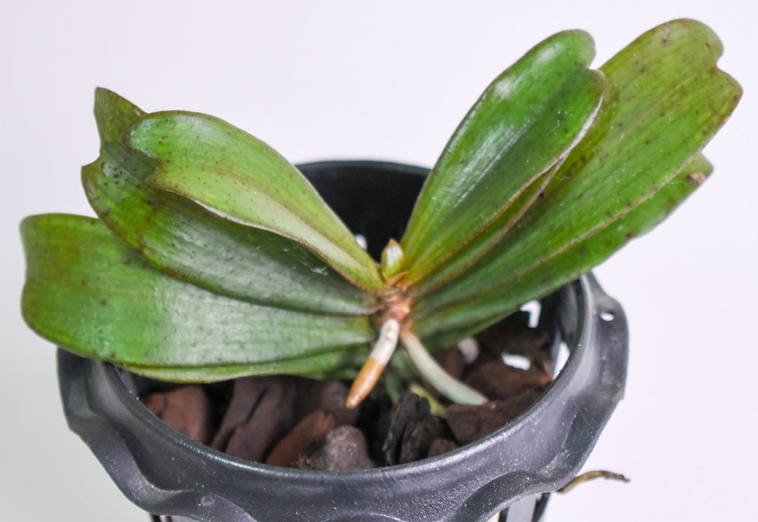 Fragrant West African Orchid Plant LIVE Aerangis Biloba BLOOMING SIZE ...
