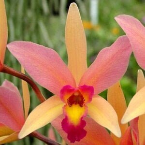 Orchid Plant LIVE Laeliocattleya Santa Barbara Sunset 'Showtime' | Rare Blooming Size Cattleya Intergeneric Indoor Garden Houseplant Exotic