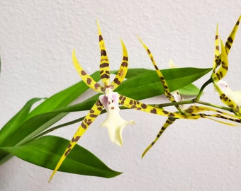 Spider Orchid Plant LIVE Miltassia Golden Spider 'Copius' | Rare BLOOMING SIZE Brassia Miltonia Indoor Gardening Houseplant Yellow Flower