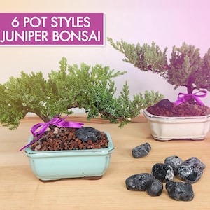 May include: Two juniper bonsai trees in different pot styles. The bonsai on the left has a light blue pot and a purple ribbon. The bonsai on the right has a white pot and a purple ribbon. Both bonsai are on a wooden surface with black stones.