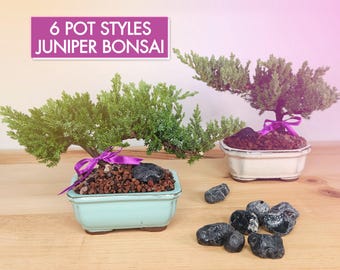 Juniper Procumbens 'Nana' Bonsai Tree with 6 pot style choices, traditional glazed ceramic, 3-4 years old, indoor outdoor