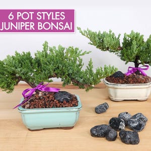 Live Juniper Bonsai Tree Kit: A Time-Tested Favorite with 6 Choices of Glazed Ceramic Pot