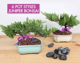 Live Juniper Bonsai Tree Kit: A Time-Tested Favorite with 6 Choices of Glazed Ceramic Pot
