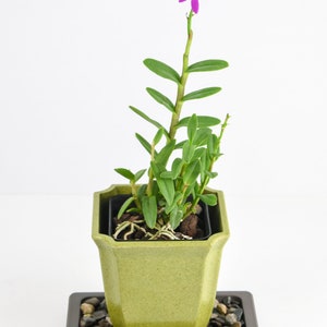 Humidity Tray Black Pearl Small Size Houseplant Supplies Bonsai Tree Orchid Tropical Flower Epiphyte Indoor Gardening Holiday Gift image 2