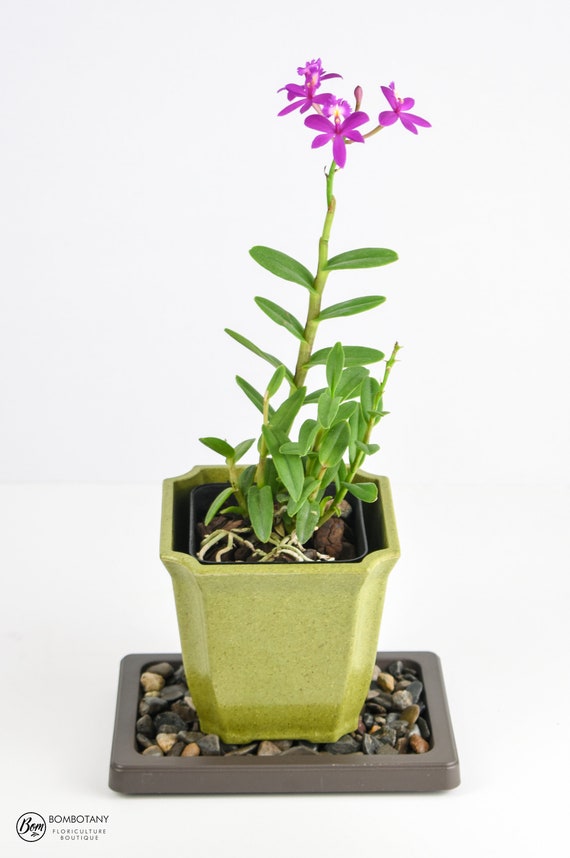 Orchid Humidity Trays: How Efficient Are They? 