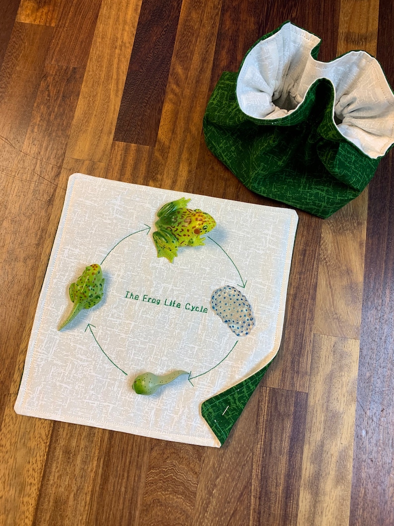 Back to school frog Montessori Life cycle Biology Montessori education The frog life cycle
