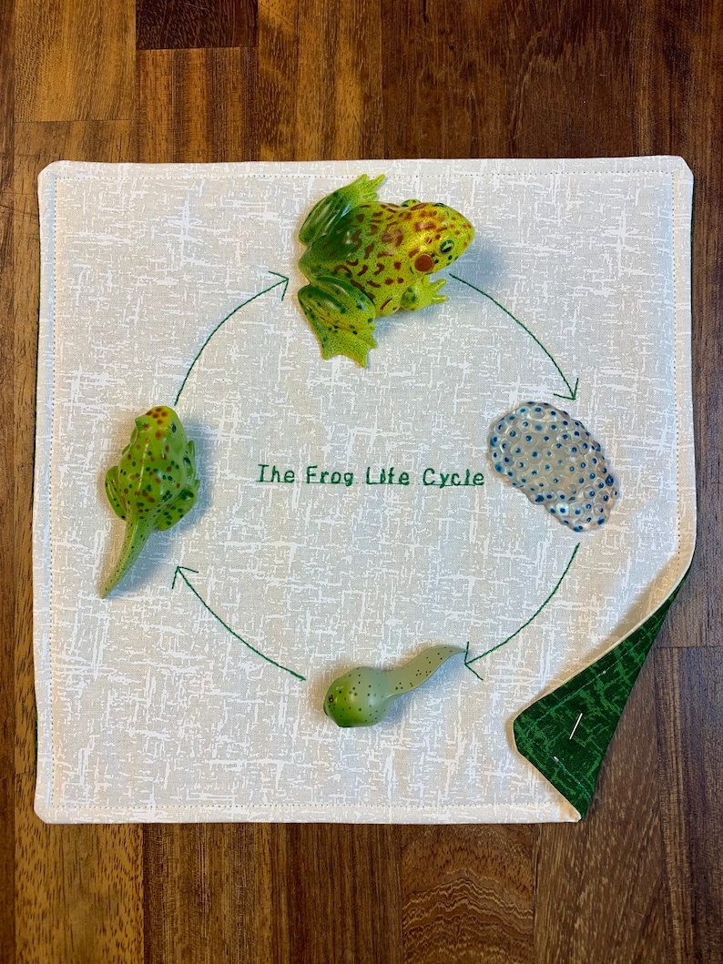 Back to school frog Montessori Life cycle Biology Montessori education The frog life cycle
