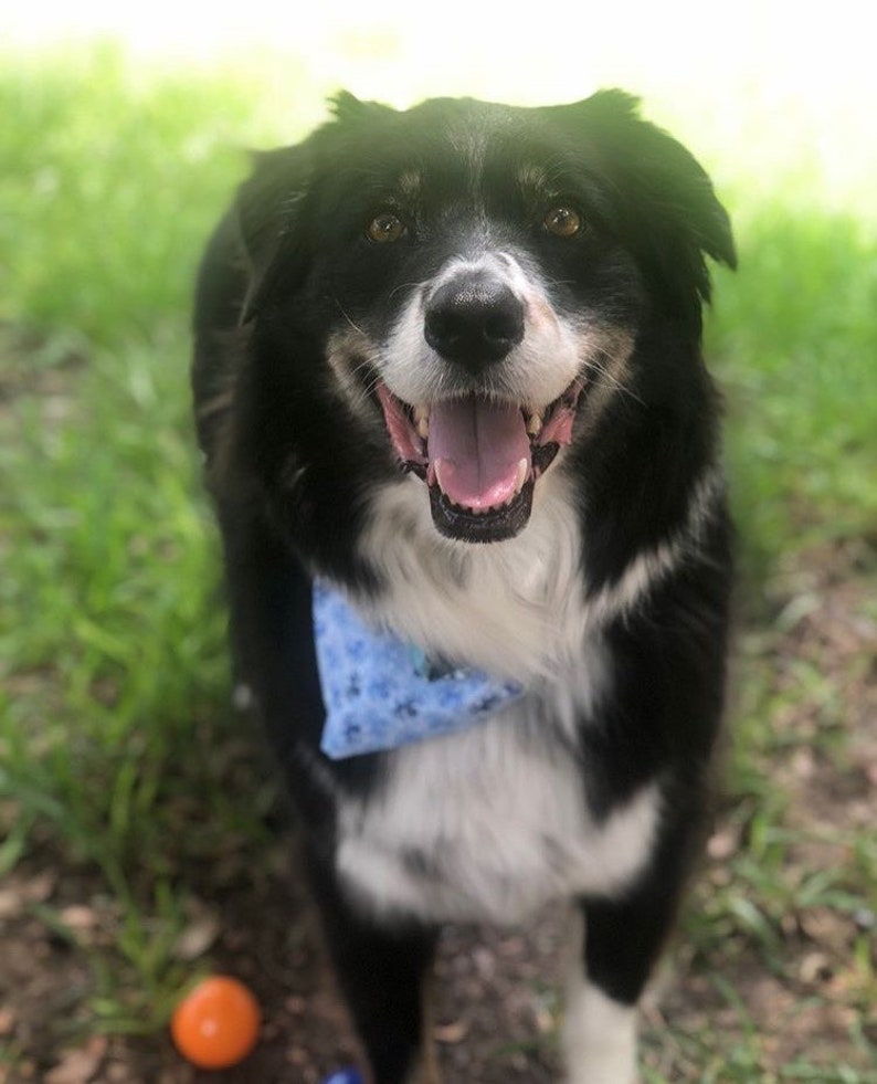 Ocean Bandana Cat Bandana Dog Bandana Pet Bandana Octopus Bandana Snap On