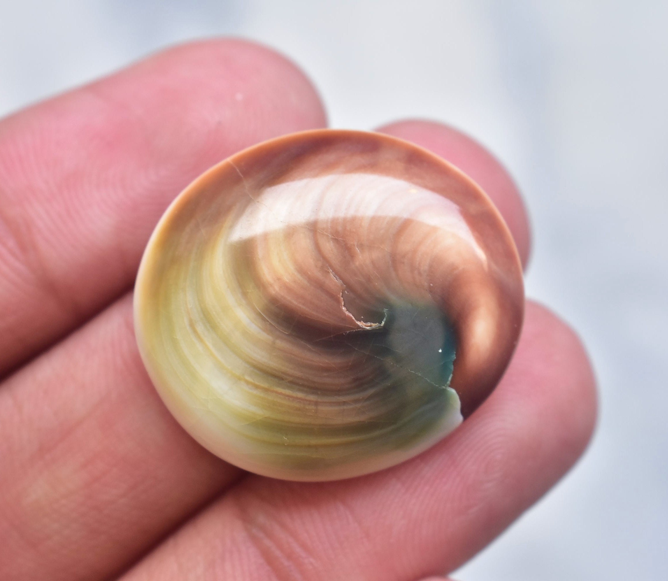 Eye of shiva shell