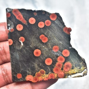 May include: A piece of polished stone with a dark gray base color and numerous red, circular patterns. The stone has a rough, uneven edge and a slightly textured surface. The red patterns vary in size and are evenly distributed across the stone.