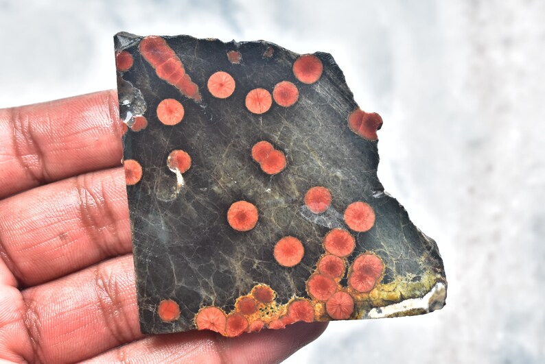 May include: A piece of polished stone with a dark gray base color and numerous red, circular patterns. The stone has a rough, uneven edge and a slightly textured surface. The red patterns vary in size and are evenly distributed across the stone.