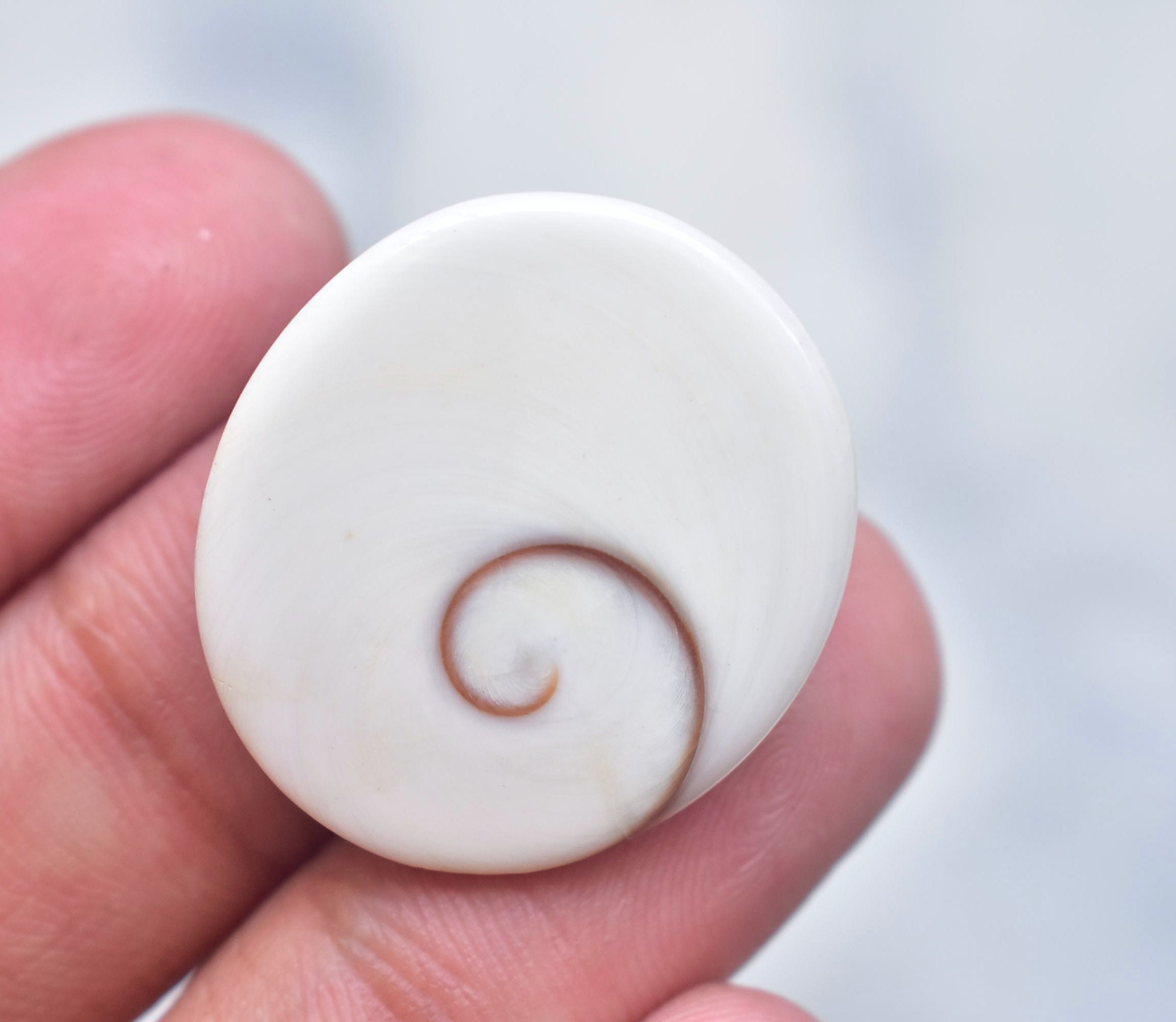 Shiva Eye Shell Cabochon Shiva Eye Shell Gemstone Freeform Shape 35.55 Ct Loose Gemstone I-98 27X25X8 mm Shiva Eye Shell Cabochon Shiva Eye Shell Gemstone Freeform Shape 35.55 Ct Loose Gemstone I-98 27X25X8 mm
