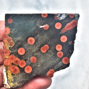 May include: A piece of polished stone with a dark gray base color and a pattern of red, circular spots. The stone has a rough, irregular shape and a mix of colors, including orange and white.