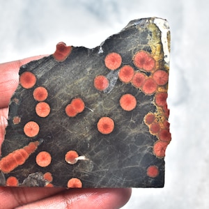 May include: A piece of polished stone with a dark gray base color and numerous red, circular patterns. The stone has a rough, uneven edge and a natural, organic appearance. The red patterns vary in size and are evenly distributed across the surface.