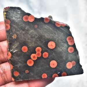 May include: A dark gray stone slab with numerous orange, circular patterns. The stone has a rough, uneven edge and a textured surface. The orange patterns are evenly distributed across the stone's surface, creating a striking contrast.