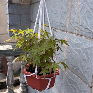 May include: A hanging planter with a small green plant. The plant is in a square, reddish-brown pot suspended by a white macrame hanger. The leaves are green with a hint of yellow. The background is a textured gray wall.