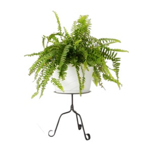 May include: A green fern plant in a white pot on a black metal stand with three legs.