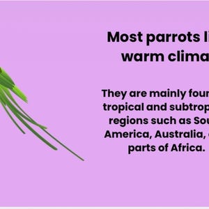 Puede incluir: Un loro verde posado en una rama sobre un fondo lavanda. El texto dice: "La mayoría de los loros viven en climas cálidos". Se encuentran en regiones tropicales y subtropicales como Sudamérica.