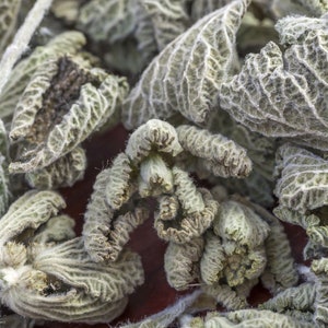 Black Horehound Herb / Ballota Nigra Ballota Nigra Herba / Health Embassy image 3