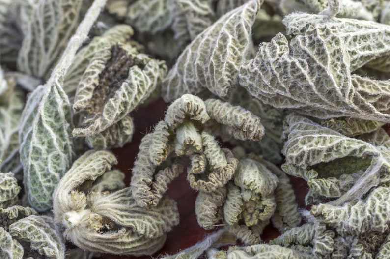 Black Horehound Herb / Ballota Nigra Ballota Nigra Herba / Health Embassy image 3