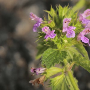 Black Horehound Herb / Ballota Nigra Ballota Nigra Herba / Health Embassy image 4