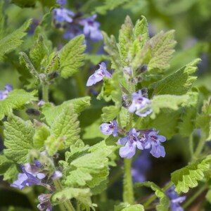 Health Embassy Ground Ivy Herb (Glechoma Hederacea L) - Natural Dried Herbal Tea - UK Made