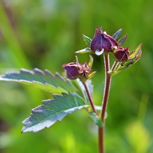 Cinquefoil Herb / Comarum Palustre L / Herbal Tea Health Embassy image 2