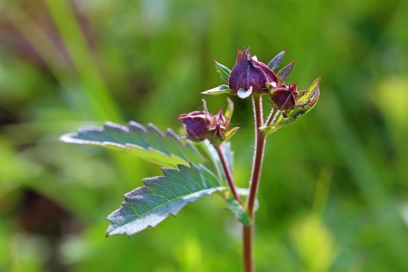 Cinquefoil Herb / Comarum Palustre L / Herbal Tea Health Embassy image 2