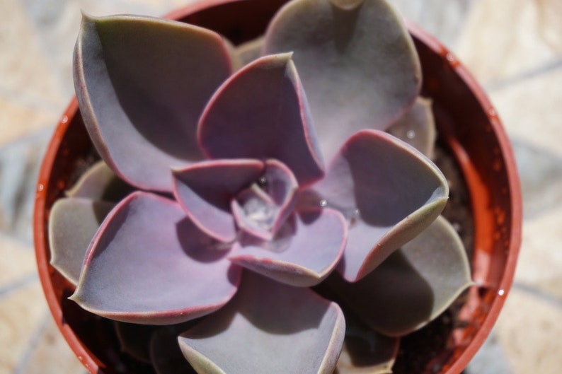 Perle Von Nurnberg Medium Succulent Plant