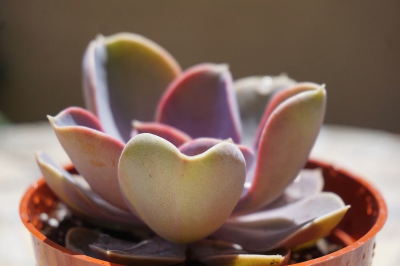 Perle Von Nurnberg Medium Succulent Plant