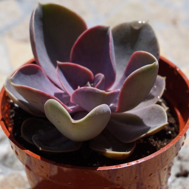 Perle Von Nurnberg Medium Succulent Plant