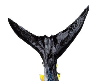 Bluefin Tuna Tail Print, Nautical Fish Art