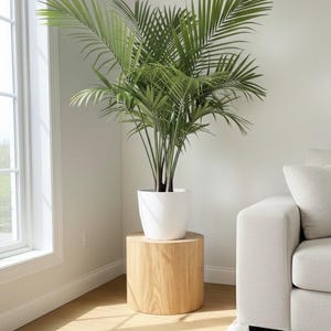 May include: A potted palm plant with vibrant green fronds sits in a white ceramic pot atop a natural wood cylinder side table. The room features a neutral color palette with a white wall, a window, and a light-colored sofa.