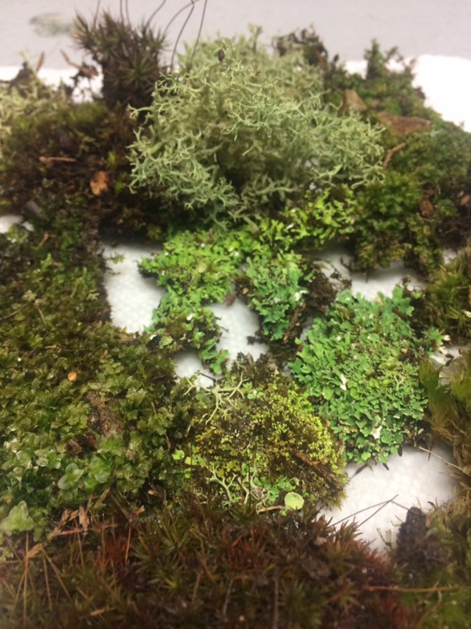 SALE Live moss for terrariums fairy gardens rock gardens Etsy