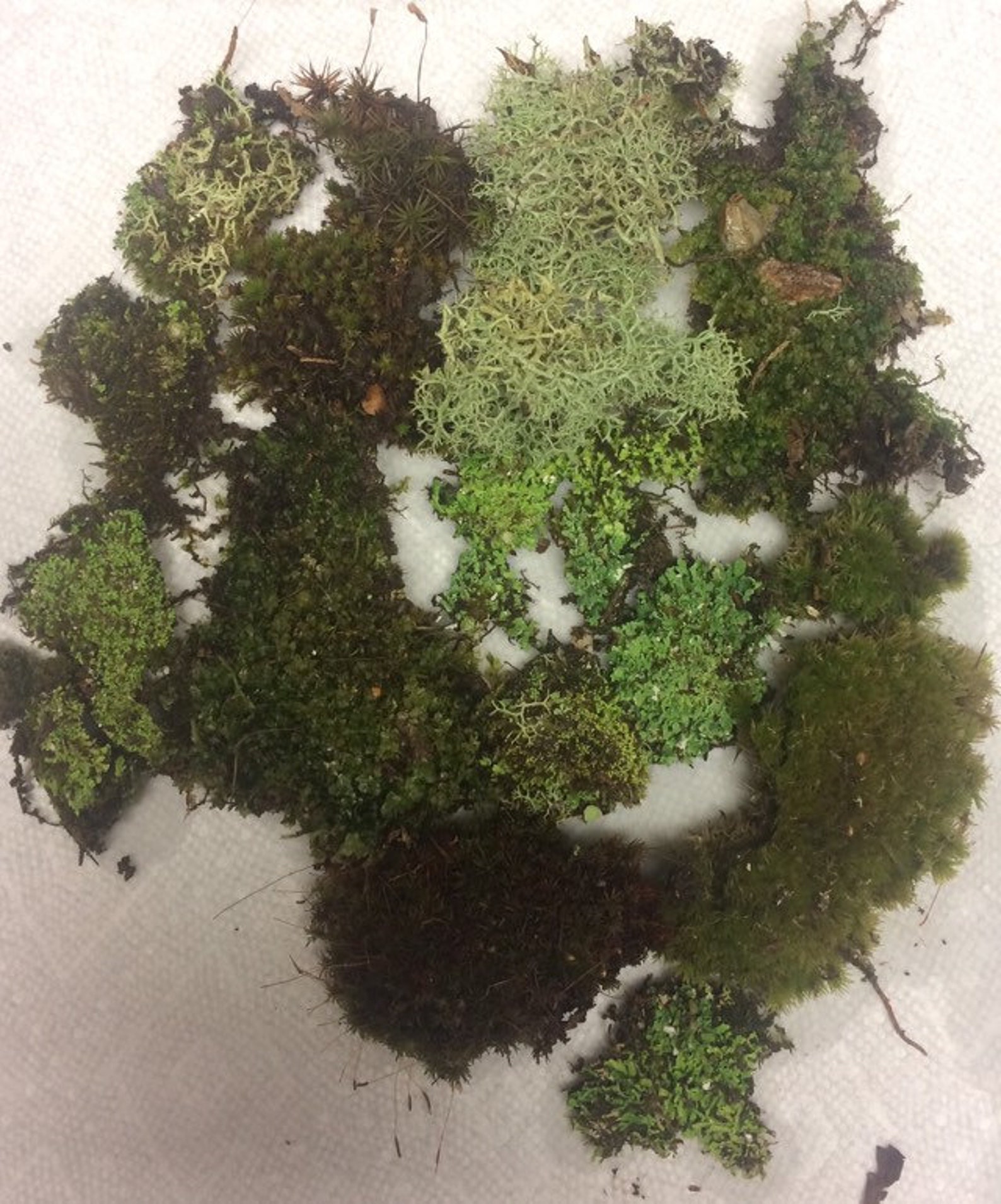 SALE Live moss for terrariums fairy gardens rock gardens Etsy