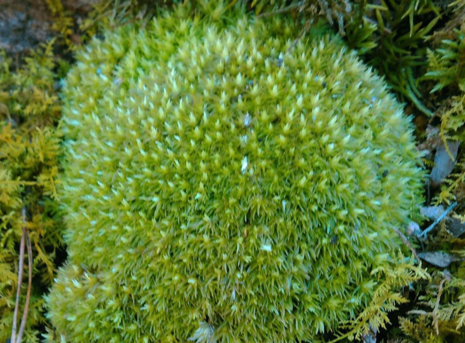 Extravagant Pin Cushion Moss of the Genus Leucobryum 1 Quart Etsy