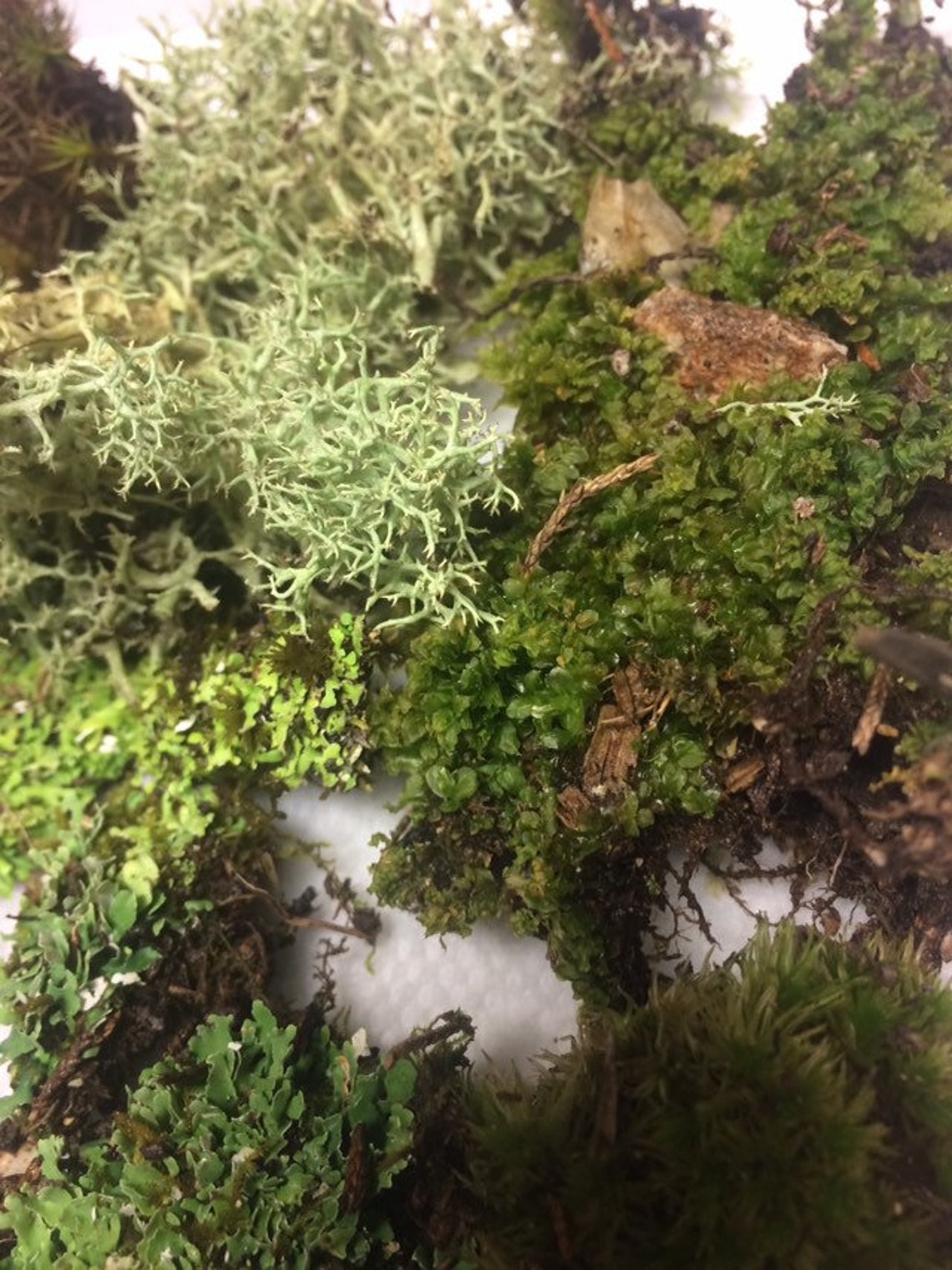 SALE Live moss for terrariums fairy gardens rock gardens Etsy