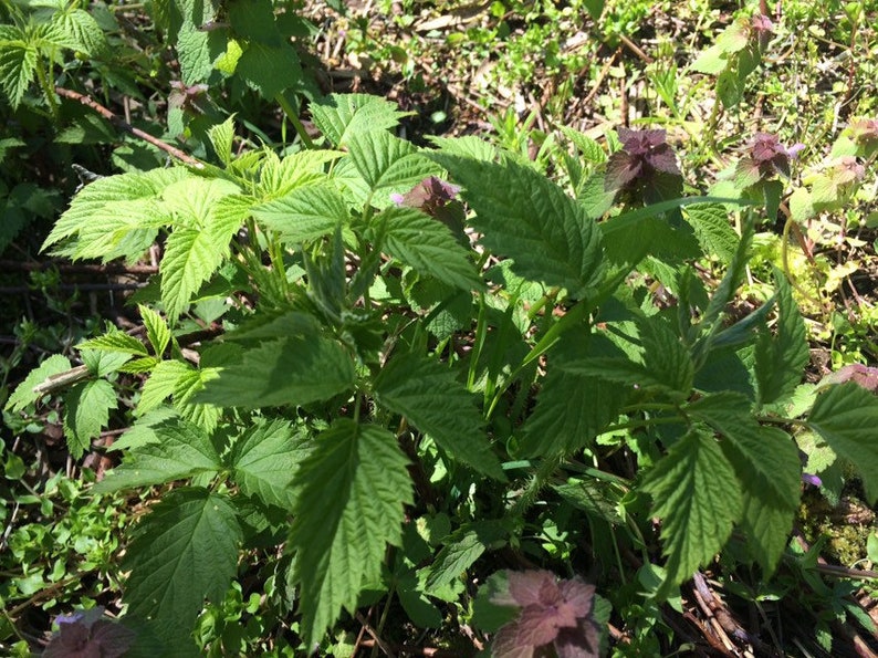 SALE 2 Wild Missouri Ozark Black Raspberry Plant root
