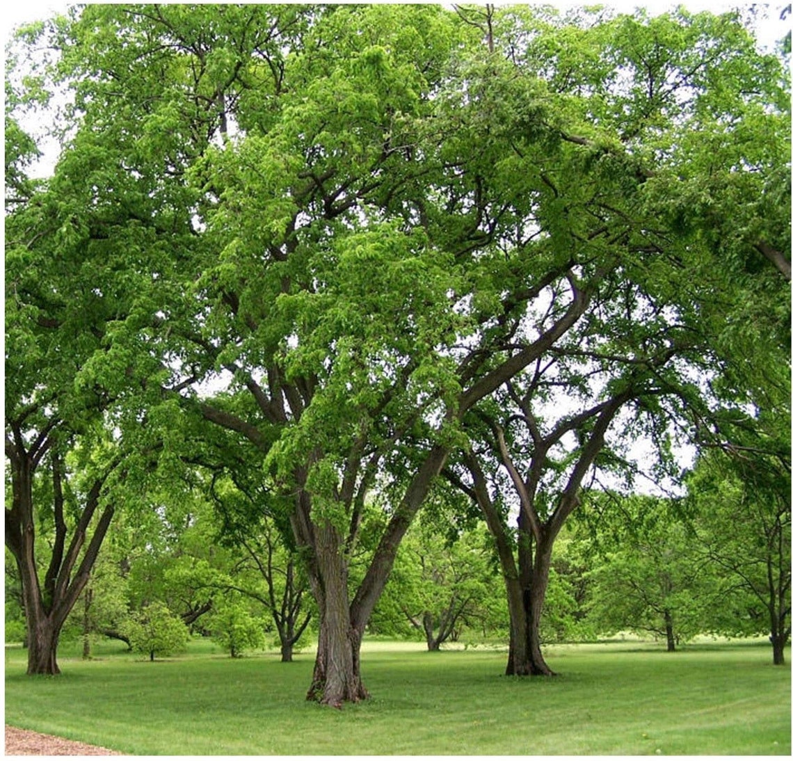 1 Healthy Wild American Elm Tree Seedling From Our Ozark Etsy