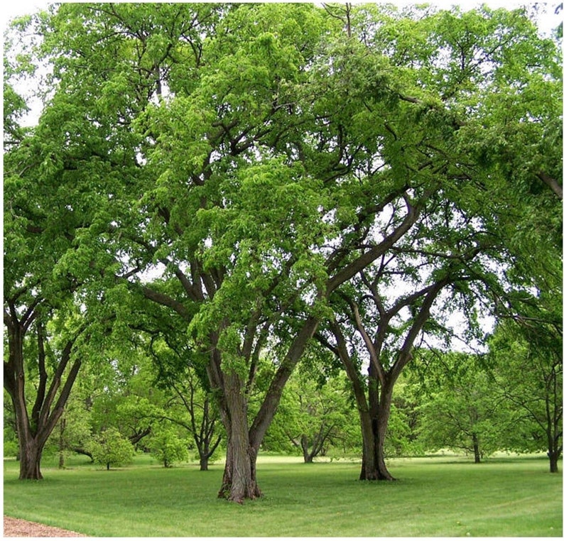 1 Healthy Wild American Elm Tree Seedling From Our Ozark Etsy