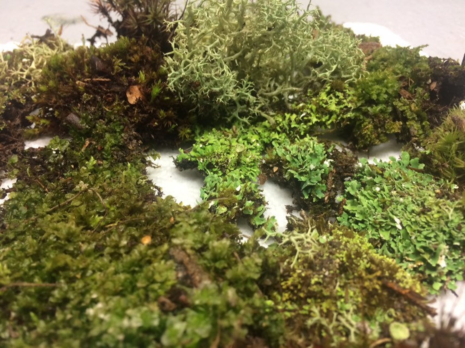 SALE Live moss for terrariums fairy gardens rock gardens Etsy