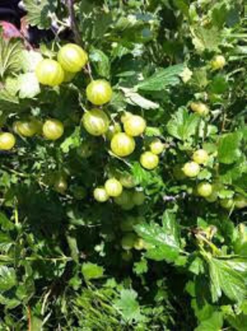 SALE Vigorous Ozark Wild Gooseberry Plants 12 Years Old Etsy