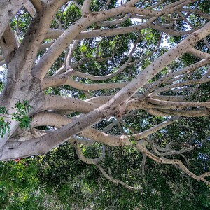 May include: A large tree with a thick trunk and many branches reaching up towards the sky. The branches are bare and the leaves are a deep green.