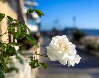 Stop and Smell The Roses