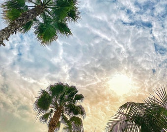 Palm Trees in the Sky - Hermosa Beach, CA