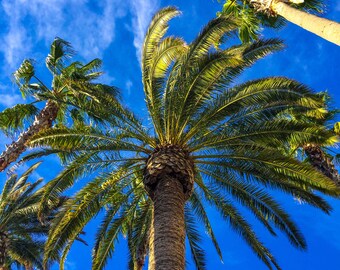 Palm Tree Perspective